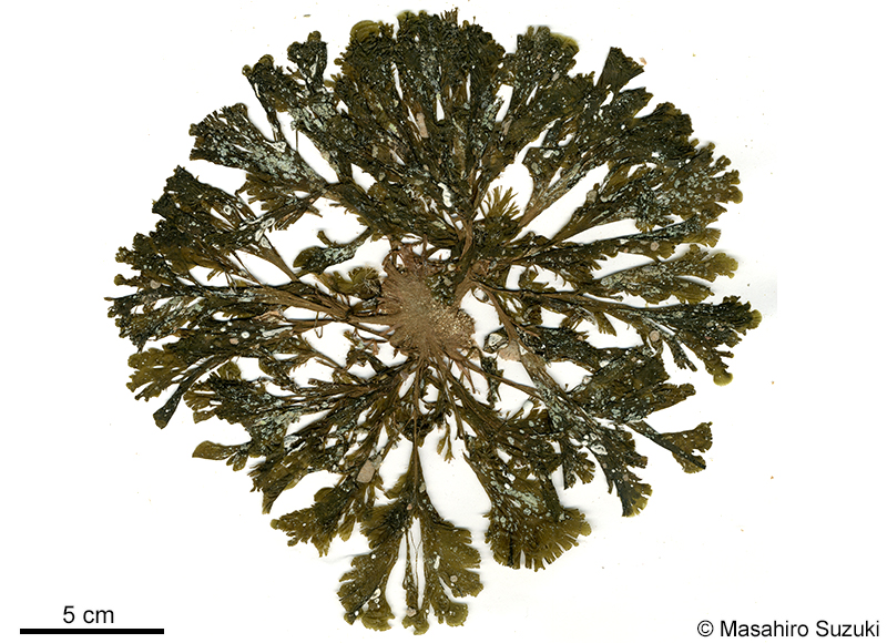 ヤレオウギ Homoeostrichus flabellatus